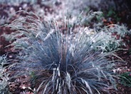 Festuca amethystima 'Superba'