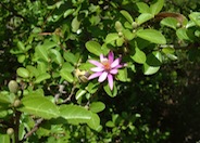 Lavender Starflower