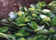 Griselinia littoralis