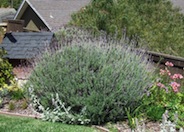 Lavandula angustifolia 'Hidcote'