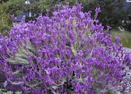 Lavandula stoechas