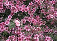 Leptospermum scoparium 'Gaiety Girl'