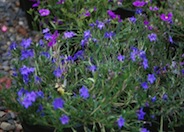 Lithodora diffusa 'Grace Ward'