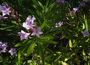 Nerium oleander 'Petite Pink'