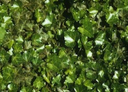 English Ivy