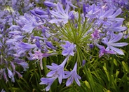 Agapanthus praecox  ssp. orientalis