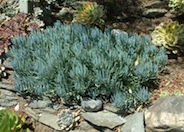 Senecio mandraliscae