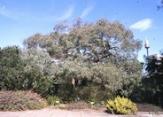 Eucalyptus nicholii