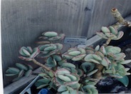 Crassula arborescens