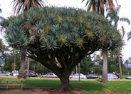 Dracaena draco