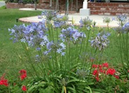 Agapanthus 'Peter Pan'