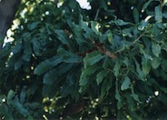 Macadamia ternifolia