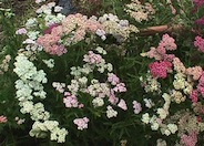 Achillea millefolium 'Summer Pastels'