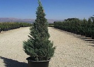 Juniperus chinensis 'Blue Point'