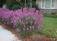 Erysimum 'Bowles Mauve'