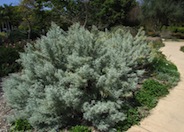 Artemisia arborescens