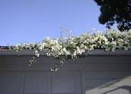 Rosa banksiae 'Alba Plena'