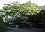 Albizia julibrissin