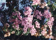 Bougainvillea 'Lavender Queen'