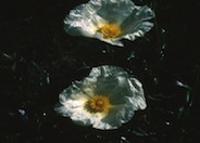 Cistus palhinae