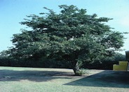 Alnus cordata