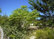 Chinese Flame Tree