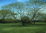 Golden Rain Tree, Varnish Tree