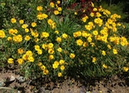 Coreopsis lanceolata