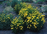 Coreopsis verticillata 'Golden Shower'