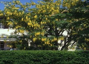 Laburnum X watereri 'Vossii'