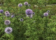 Globe Thistle