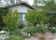 Lagerstroemia indica