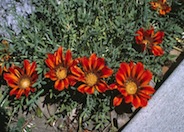 Gazania 'Copper King'