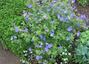 Geranium 'Johnson's Blue'