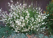 Gaura lindheimeri