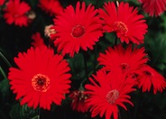 Gerbera jamesonii