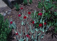 Rose Campion, Crown-Pink