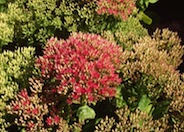 Sedum spectabile 'Brilliant'