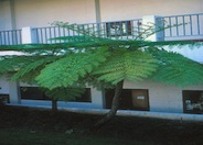 Australian Tree Fern