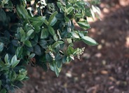 Ligustrum japonicum 'Texanum'