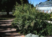 Aloysia triphylla