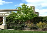 Liquidambar, American Sweet Gum