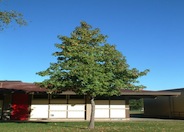 Liquidambar styraciflua 'Burgundy'