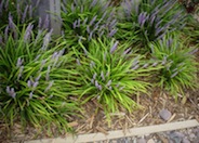 Liriope muscari