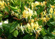 Lonicera japonica 'Halliana'