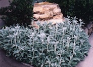 Stachys byzantina 'Silver Carpet'