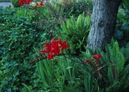 Crocosmia 'Lucifer'