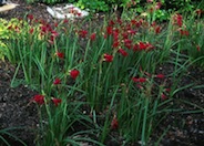 Alstroemeria psittacina