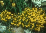 Aurinia saxatilis 'Basket of Gold'