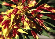 Amaranthus tricolor